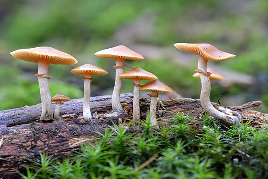 जंगली च्याउ खाँदा तनहुँमा ५ जना बिरामी