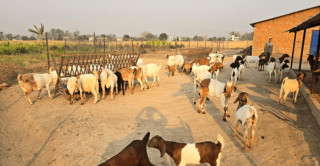 वैदेशिक रोजगारबाट फर्किएका युवा पशुपालन व्यवसायतर्फ