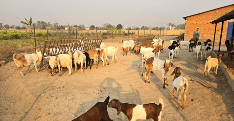 वैदेशिक रोजगारबाट फर्किएका युवा पशुपालन व्यवसायतर्फ