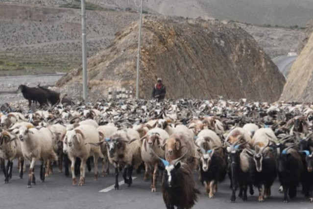 मुस्ताङ हुँदै दसैँका लागि भेडाच्याङ्ग्राको निकासी बढ्यो
