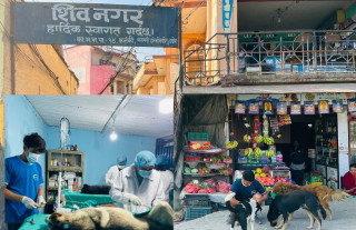 पशु कल्याणको दिगो प्रयास : काठमाडौँमा हजारौँ कुकुर–विरालोलाई बन्ध्याकरण र रेविज खोप