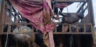 एक दिन सडकमै अलपत्र, भारी वर्षामा भैंसीको असह्य पीडा