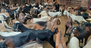 बल्खु खसी बजारमा बिक्रीका लागि राखिएका बाख्रा, अन्तिम गन्तव्यको प्रतीक्षामा