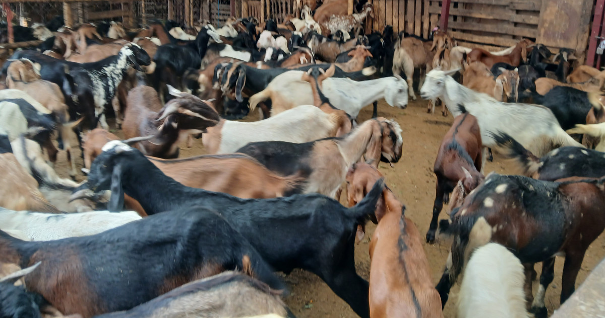 बल्खु खसी बजारमा बिक्रीका लागि राखिएका बाख्रा, अन्तिम गन्तव्यको प्रतीक्षामा