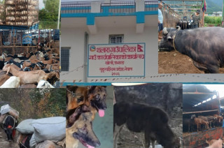 पशुपन्छी कल्याणमा थलारा गाउँपालिकाको ऐतिहासिक कदम, नेपालमै पहिलो पटक स्थानीय तहबाट ऐन कार्यान्वयन