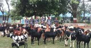 बिजयनगरमा ८ लाख बढीका ८० खसीबोका सशस्त्र प्रहरीको नियन्त्रणमा