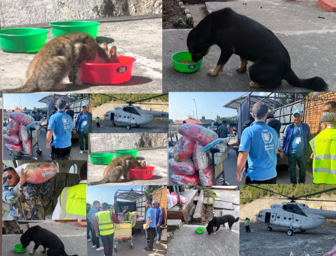 विपद्पीडित कुकुर र बिरालाका लागि फेरि पुग्यो सहयोग, Temple Dog Rescue, IFAW र NAWES को पहल